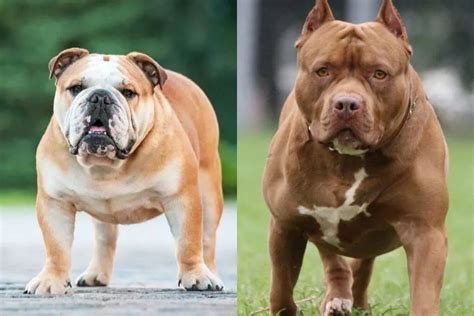 American Bulldog Vs Pitbull Terrier Breed Comparison Guide Pets