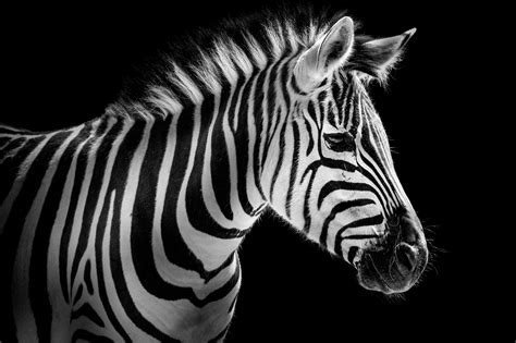 Discover Sartorially Art At Lumas Pictured Zebra Portrait © Wolf