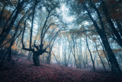 Scary Forest In Fog In Autumn By Den Belitsky On Creativemarket Art