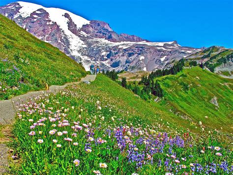 Wildflowers Along Alta Vista Trail In Mount Rainier National Park