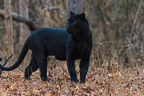 Asiatic Black Leopard Animals Wiki Fandom