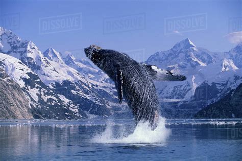 One image in the sequence shows a humpback whale meters away from thomas's foot, while another shows a diver lit up in the stunning ocean light with a humpback just a few meters. Humpback Whale Breaching Johns Hopkins Glacier Digital ...