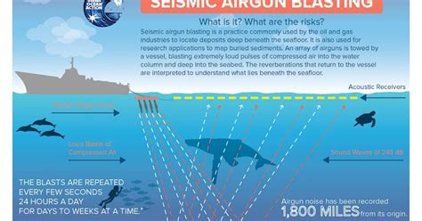 Seismic Surveys Offshore Oil And Gas Exploration Airgun Blasting And
