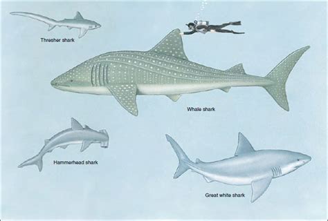 Class Chondrichthyes Cartilaginous Fishes Fishes The Diversity Of
