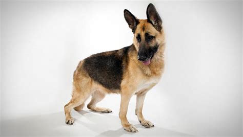 German Shepherd Police Dog Names Lunawsome