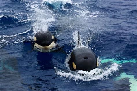 Bremer Bay Killer Whale Orca Expedition 2 Day Pass