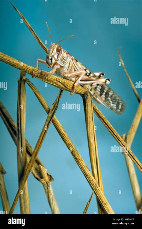 Desert Locust Schistocerca Gregaria Stock Photo Alamy