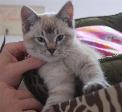 I think those kind of colors show that they siamese in their ancestors. siamese lynx mix - Google Search | Baby cats, Pretty cats ...