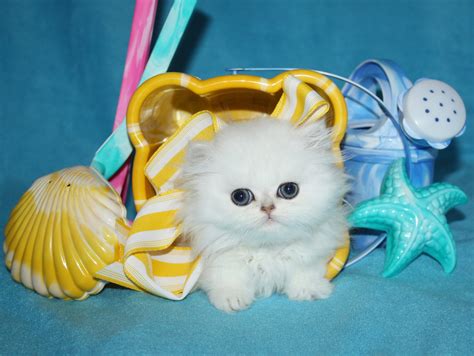 Teacup Kittens For Sale By Breeders In Florida Cats Creation