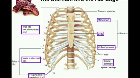 Anatomy Of Human Ribs