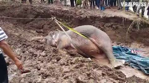 Elephant Rescued After Spending 24 Hours Trapped In River Youtube