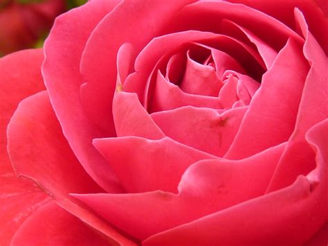 Fotos Gratis Flor Pétalo Florecer Rojo Color Vistoso Rosado