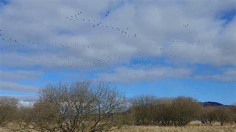 Pink Footed Geese At Loch Leven National Nature Reserve Youtube
