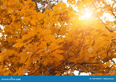 Yellow Autumn Leaves On The Trees Stock Image Image Of Leaf Golden