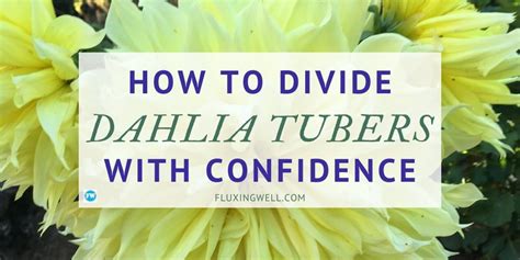 How To Divide Dahlia Tubers With Confidence Fluxing Well