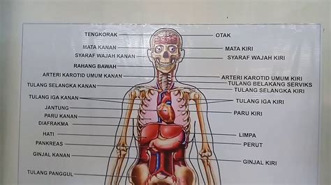 Maybe you would like to learn more about one of these? Gambar organ tubuh manusia - YouTube