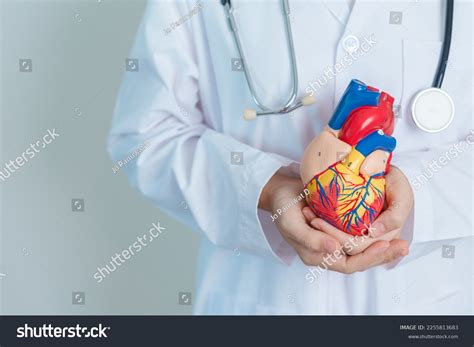 Doctor Holding Human Heart Model Cardiovascular Stock Photo 2255813683