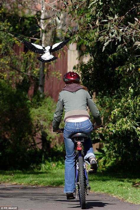 Check spelling or type a new query. Magpie attacks and eye injuries surge in Melbourne | Daily ...