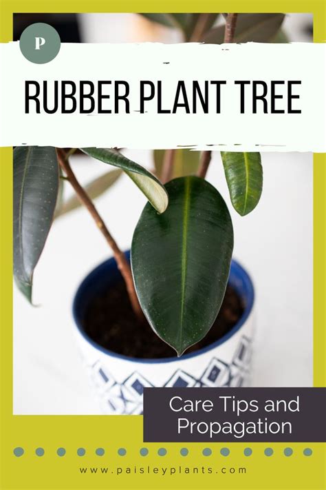 How To Care For Rubber Tree Plants Paisley Plants In 2024 Rubber