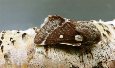 Small Eggar Somerset Moths
