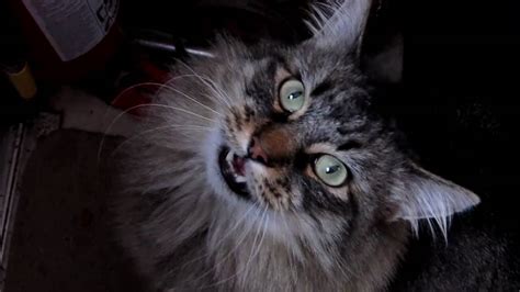 My Noisy And Dramatic Maine Coon Cat Ravi Talking And Meowing At The