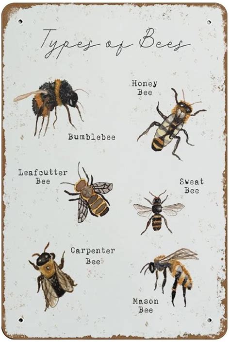 Printable Bee Art Print Types Of Bees Poster Bug Print Homeschool