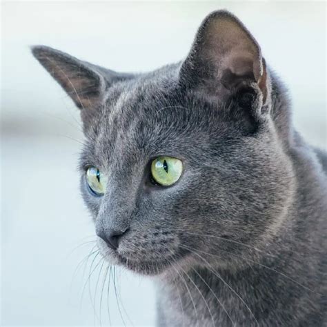 8 Amazing Russian Cat Breeds You Need To Know