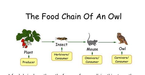 Food Chains Teacher Created Grade 5 Science Activity For The Ipad