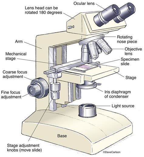 General Biology Carlson Stock Art Partes Del Microscopio Imagenes