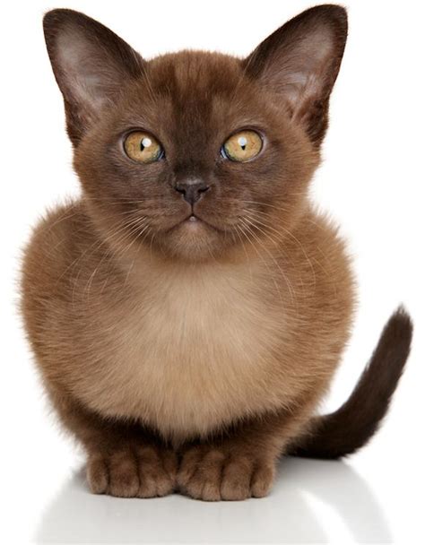 5 Things To Know About Burmese Cats Burmese Cat Burmese Kittens Cat