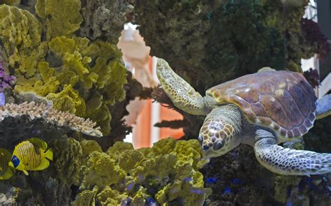 Free Images Water Diving Wildlife Swim Sea Turtle Reptile Fauna