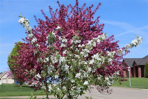 The Red Baron Crabapple Tree Minneopa Orchards