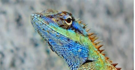 The 13 Cutest Lizards In The World Imp World