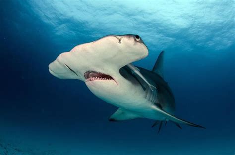 Where To Dive With Hammerheads