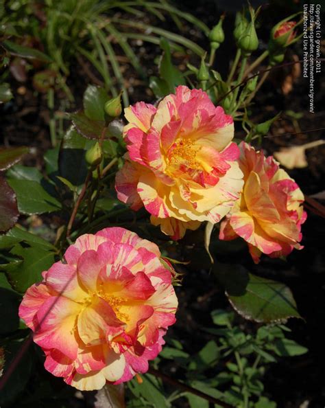 Plantfiles Pictures Shrub Rose Citrus Splash Rosa By Littlebrook15