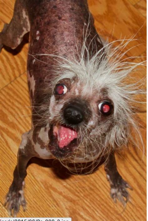 Dogs face drawing cartoon 19+ ideas #dogs #drawing. Meet the adorably ugly pups of the World's Ugliest Dog ...