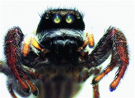 Jumping spiders or the salticidae are a family of spiders. 2 species of jumping spiders discovered