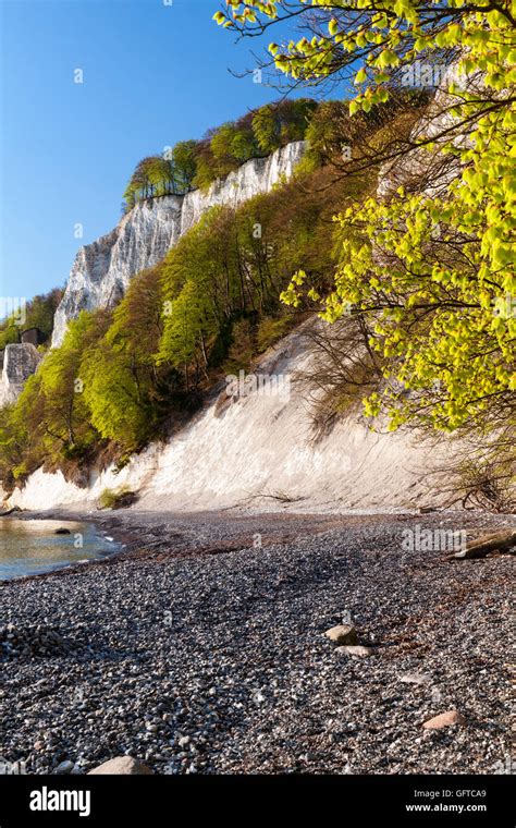 Koenigstuhl Cliff And A Beech Forests Jasmund National Park Rügen