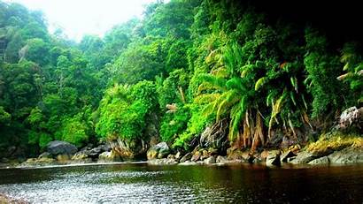 Forest Wallpapers Rainforest Jungle River Nature Resolution