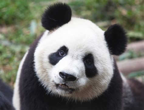 Wild Giant Pandas Making A Comeback In China