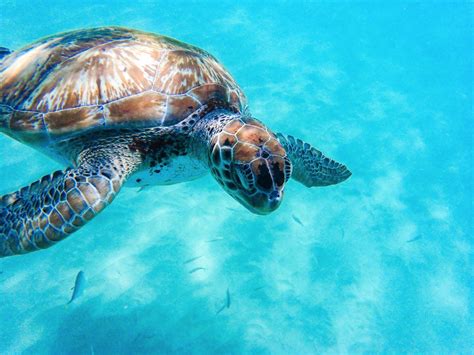 The Best Caribbean Sailing Experience To Swim With Turtles In Barbados