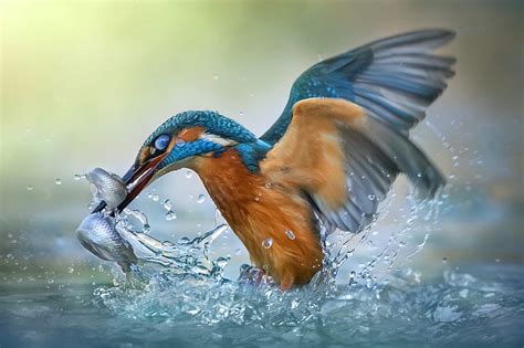 1080p Free Download Kingfisher Water Fish Catch Bird Hd