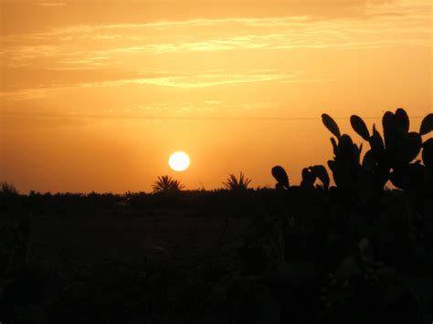 Free Images Horizon Silhouette Cactus Cloud Sky Sun Sunrise