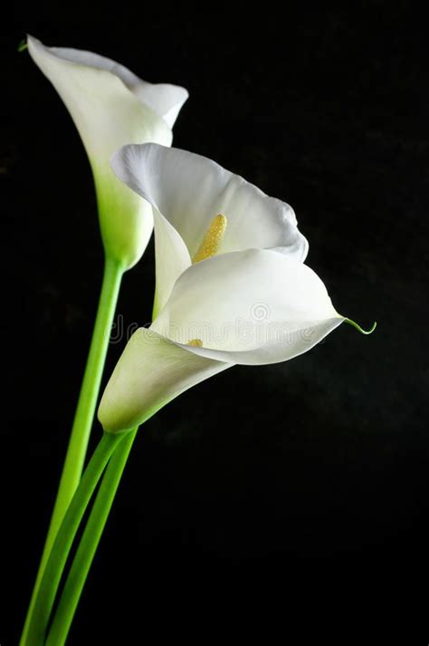 Calla Lilies Stock Image Image Of Lilies Stem Fragility 39233219