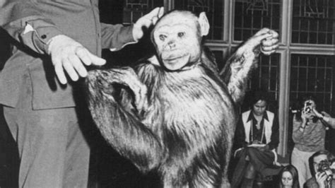 Cientista Confirma A Existência Do 1º Híbrido Humano Chimpanzé
