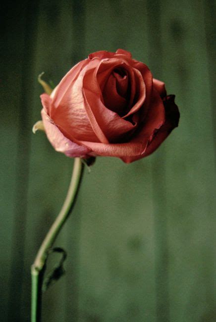 A Single Red Rose Sitting On Top Of A Wooden Table Next To A Green Wall