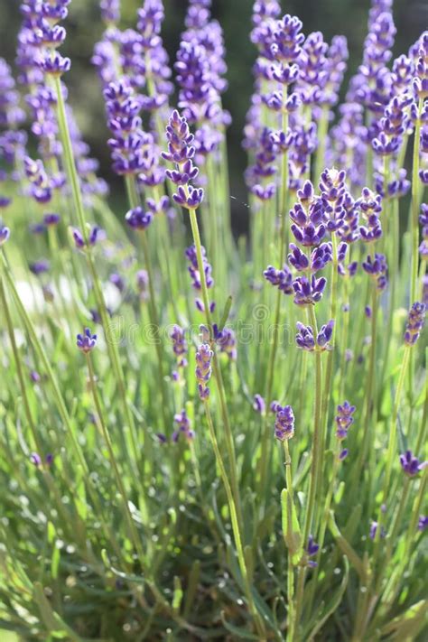 English Lavender With Purple Flowers Stock Photo Image Of Flower