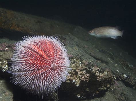 Common Sea Urchin Echinus Esculentus