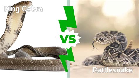 King Cobra Vs Rattlesnake Which Deadly Snake Would Win In A Fight
