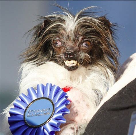 50 Dogs So Ugly Theyre Actually Cute — Best Life